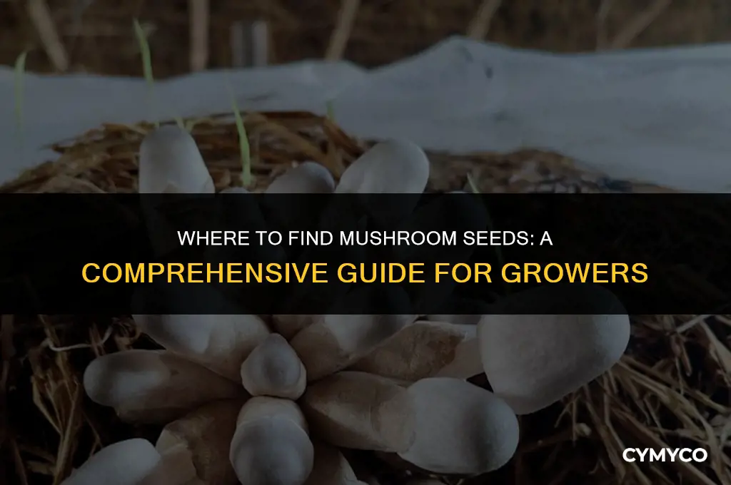 where do i get mushroom seeds