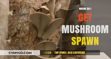 Where to Find Mushroom Spawn: A Comprehensive Guide