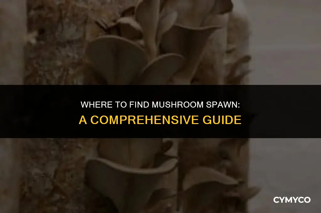 where do i get mushroom spawn