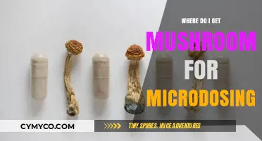 Exploring the Best Sources for Microdosing Mushrooms Safely