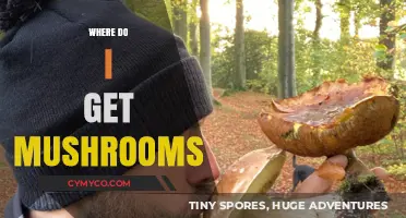 Exploring Nature's Bounty: Where to Find Wild Mushrooms Safely
