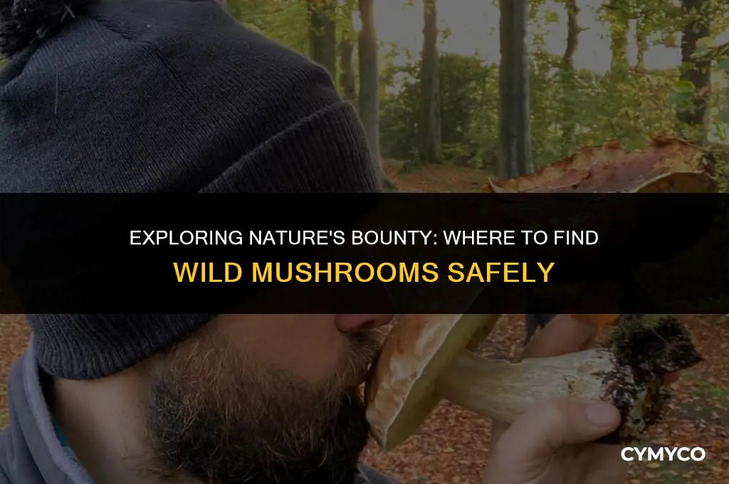 where do i get mushrooms