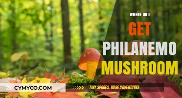 Exploring Nature's Bounty: A Guide to Finding Philanemo Mushrooms