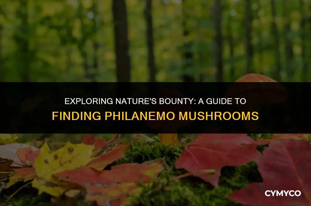 where do i get philanemo mushrooms