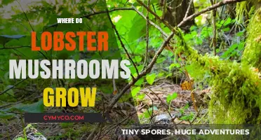 Exploring the Unique Habitats Where Lobster Mushrooms Thrive