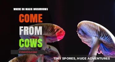 Exploring the Myth: Do Magic Mushrooms Really Come from Cows?
