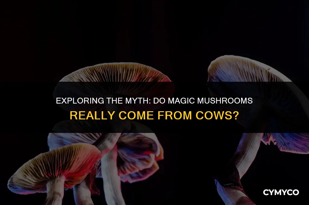 where do magic mushrooms come from cows