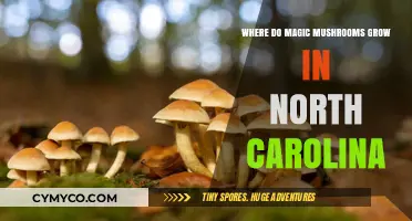 Exploring the Enchanting Realm of Magic Mushrooms in North Carolina