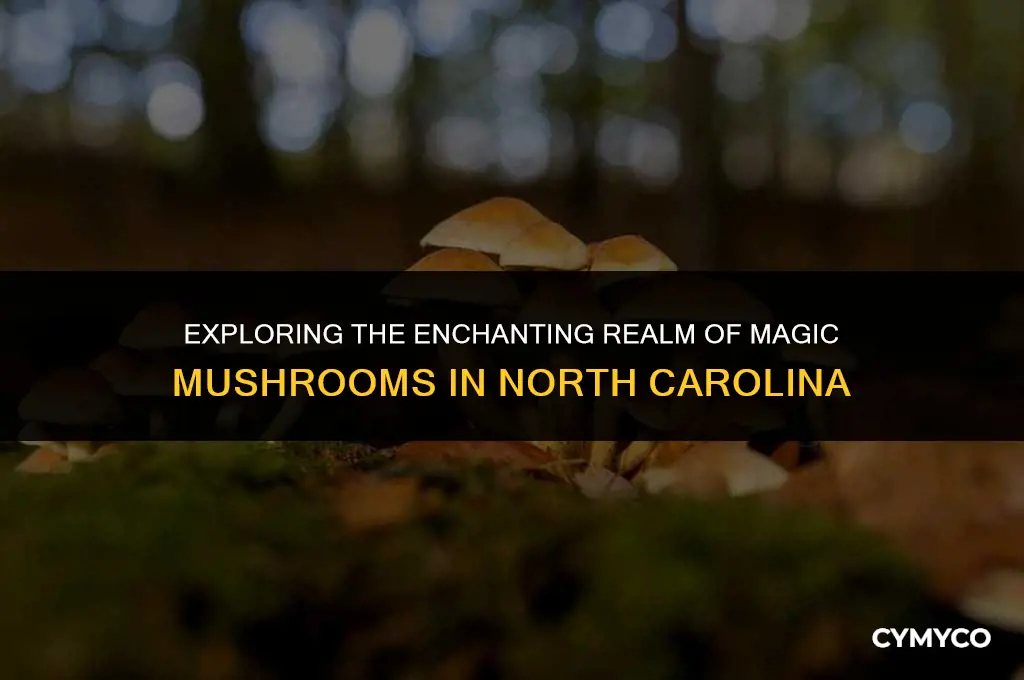 where do magic mushrooms grow in north carolina