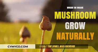 Exploring the Natural Habitats of Magic Mushrooms: A Comprehensive Guide