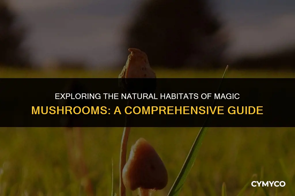 where do magic mushrooms grow naturally