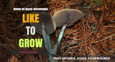 Exploring the Natural Habitat of Magic Mushrooms: A Comprehensive Guide