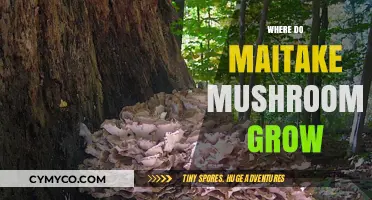 Exploring the Natural Habitat of Maitake Mushrooms: A Comprehensive Guide