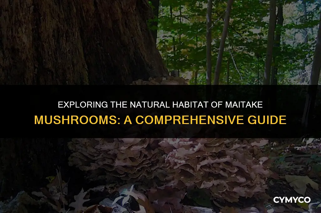 where do maitake mushrooms grow