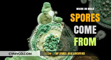Unveiling the Origins: Where Do Mold Spores Come From?