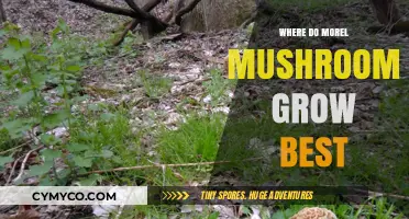 Ideal Conditions for Morel Mushrooms: Habitat, Soil, and Climate Secrets