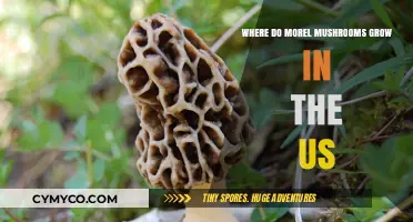 Exploring Morel Mushroom Habitats Across the United States