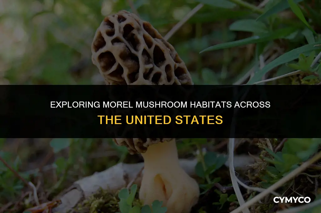 where do morel mushrooms grow in the us