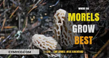 Unlocking the Secrets: Optimal Conditions for Morel Mushroom Growth