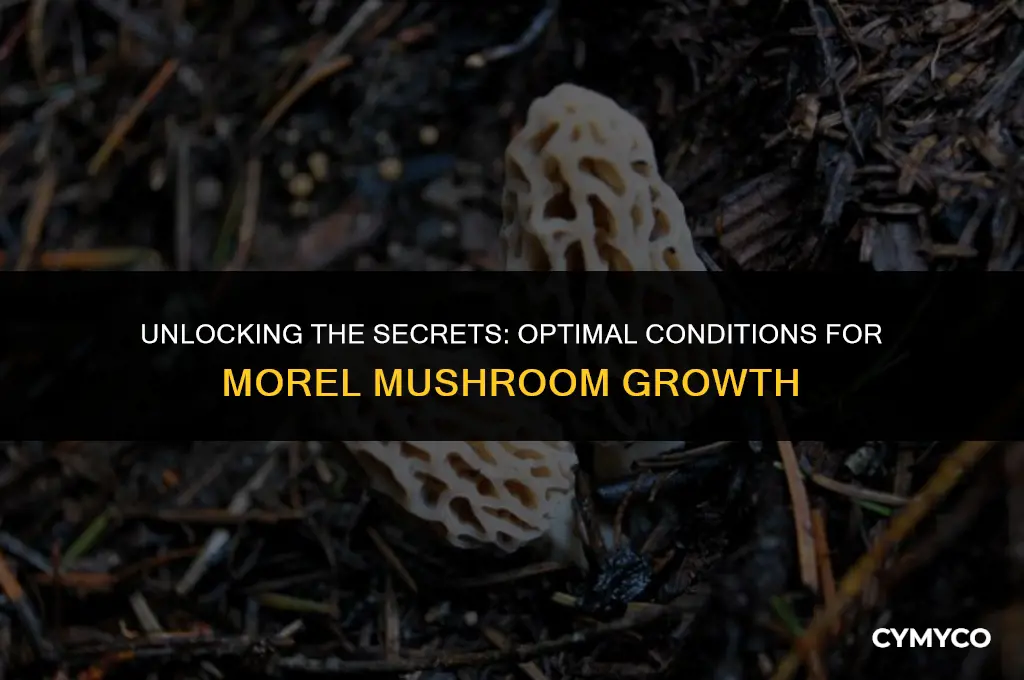 where do morels grow best