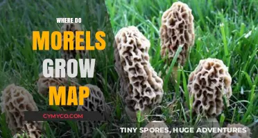 Exploring Morel Mushroom Habitats: A Comprehensive Growth Map Guide