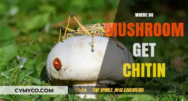 Unveiling the Mystery: Where Do Mushrooms Get Their Chitin?