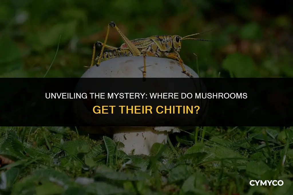 where do mushrooms get chitin