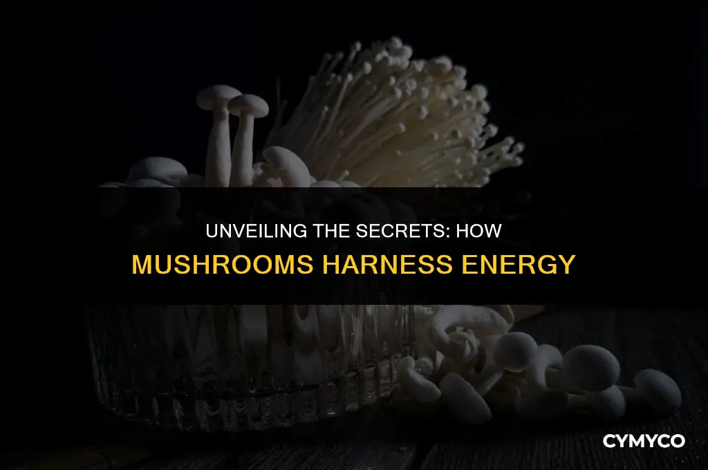 where do mushrooms get energy