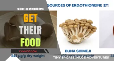 Nature's Hidden Feast: Unveiling the Mysteries of Mushroom Nutrition