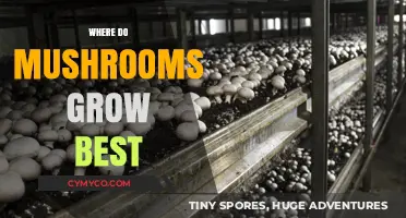 Exploring the Ideal Environments for Mushroom Cultivation