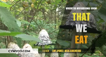 Exploring Edible Mushrooms: A Guide to Their Natural Habitats
