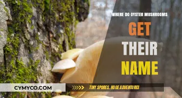 Unveiling the Origins: The Naming of Oyster Mushrooms