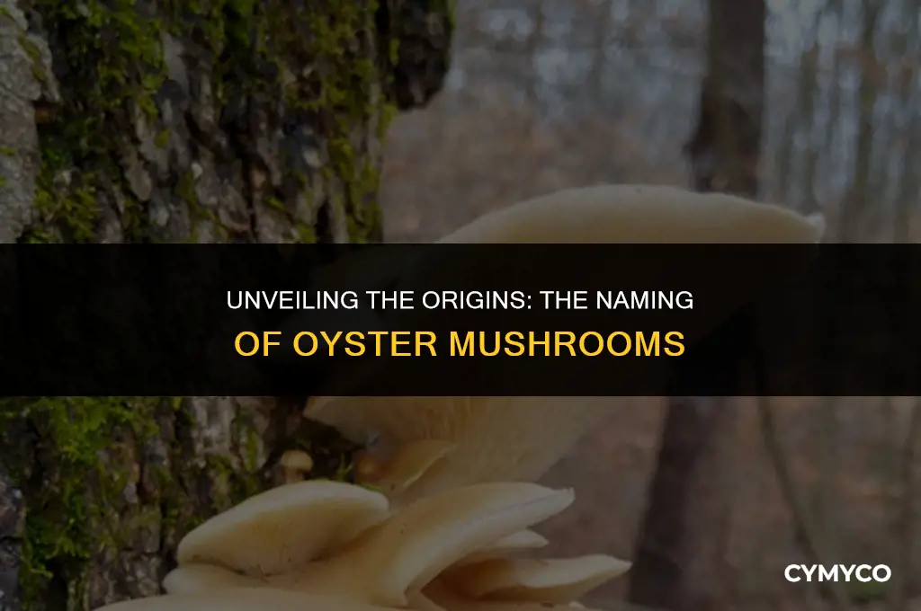 where do oyster mushrooms get their name