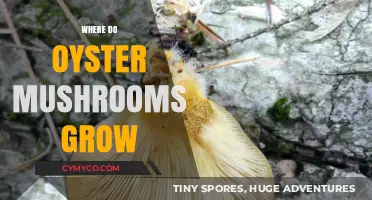 Exploring the Natural Habitat of Oyster Mushrooms: A Comprehensive Guide