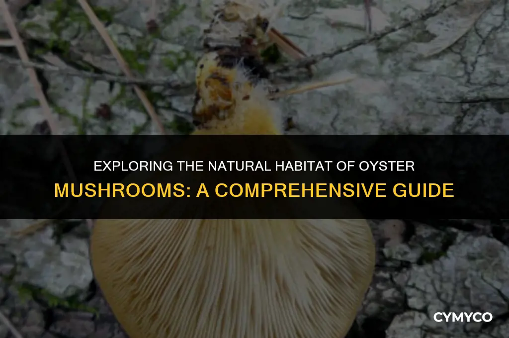 where do oyster mushrooms grow
