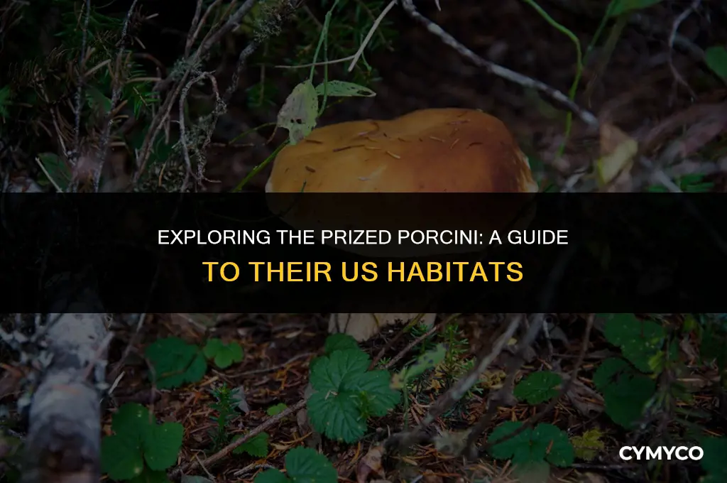where do porcini grow in us