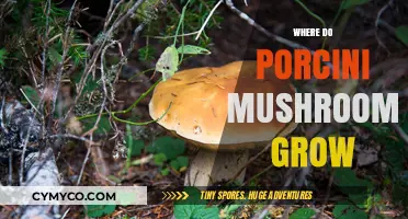 Exploring the Natural Habitat of Porcini Mushrooms: A Guide