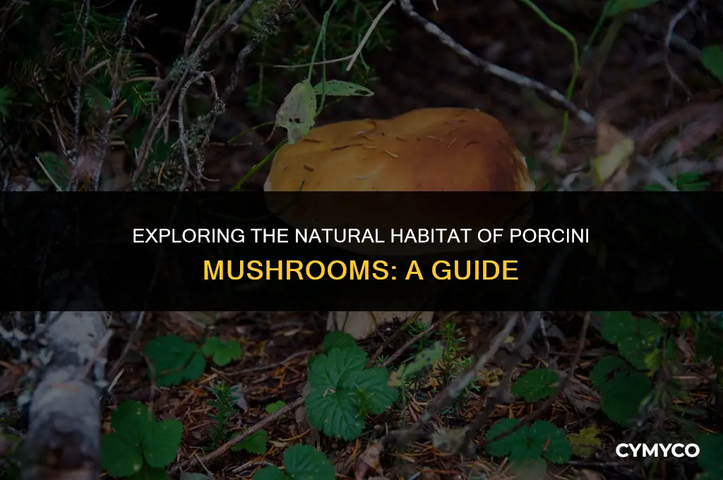 where do porcini mushrooms grow