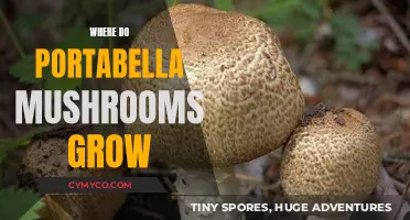 Exploring the Natural Habitat of Portabella Mushrooms