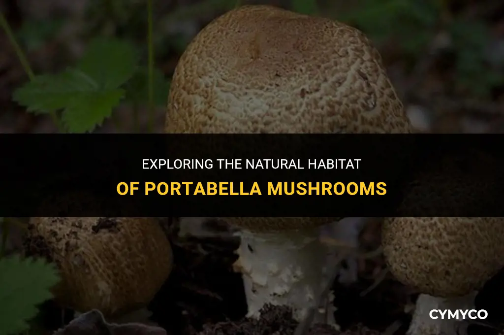 where do portabella mushrooms grow