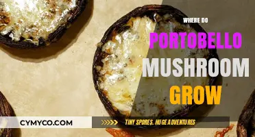 Exploring the Natural Habitat of Portobello Mushrooms