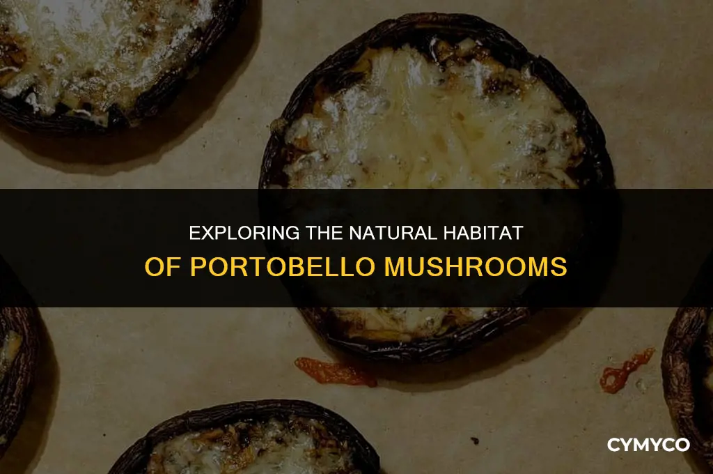 where do portobello mushrooms grow