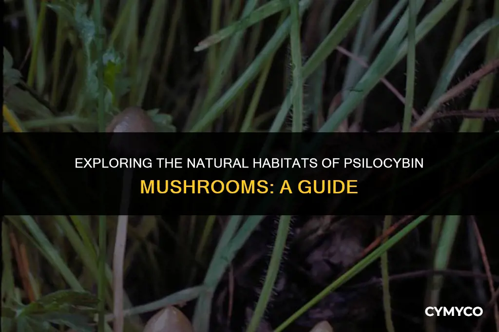 where do psilocybin mushrooms grow naturally
