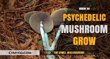 Exploring the Natural Habitats of Psychedelic Mushrooms