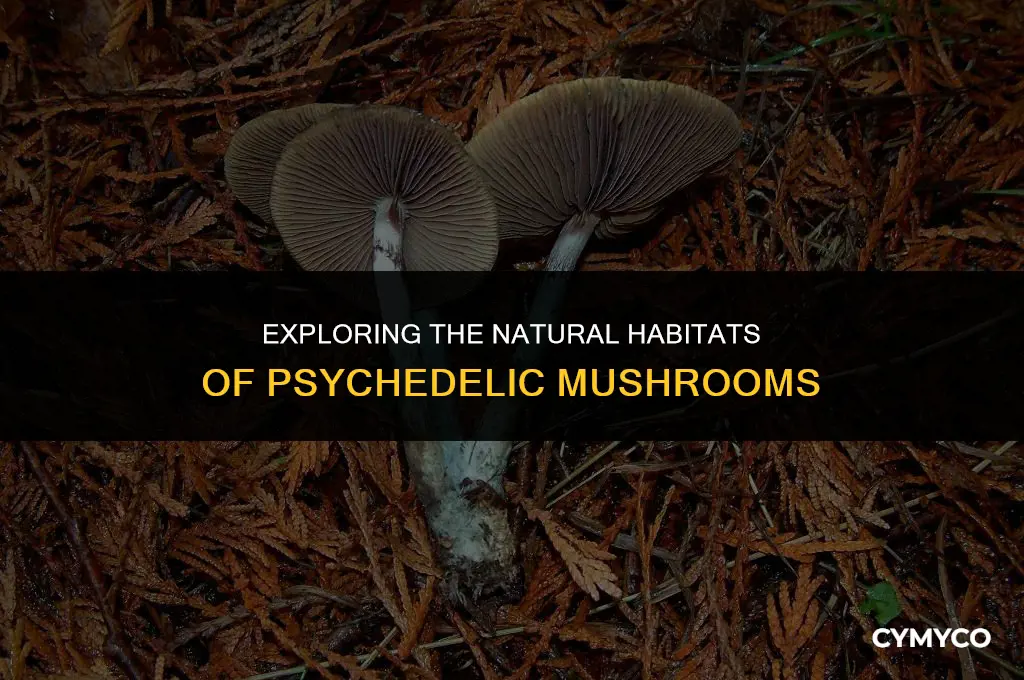 where do psychedelic mushrooms grow