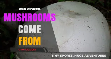 Unveiling the Origins of Puffball Mushrooms: A Fascinating Journey