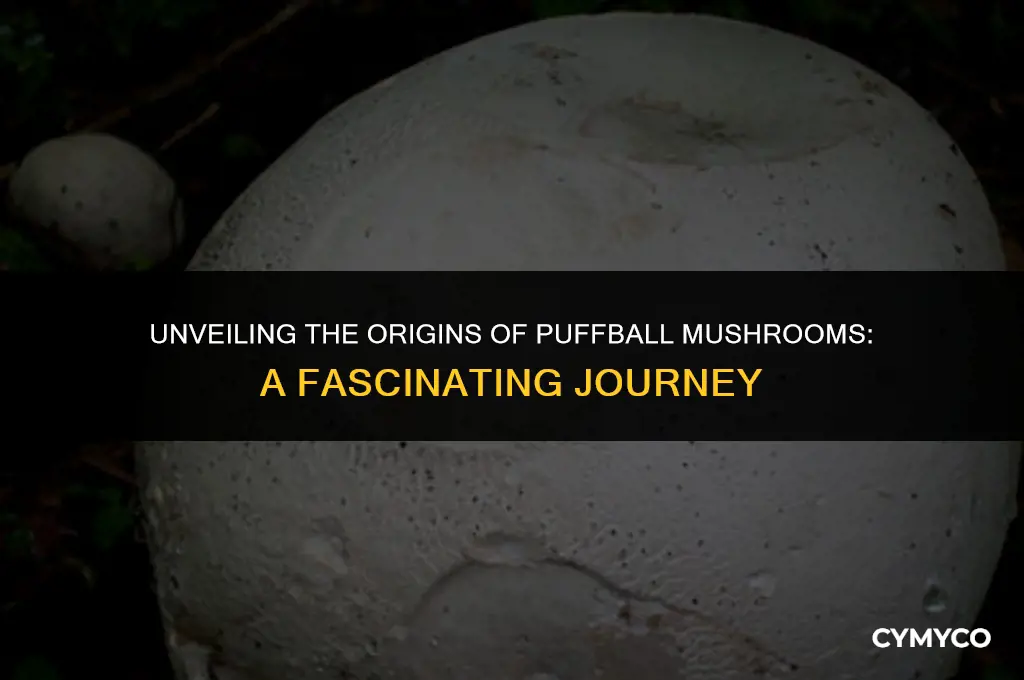 where do puffball mushrooms come from