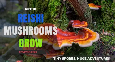 Exploring the Natural Habitat of Reishi Mushrooms: A Comprehensive Guide