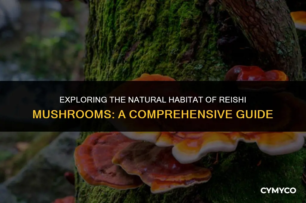where do reishi mushrooms grow