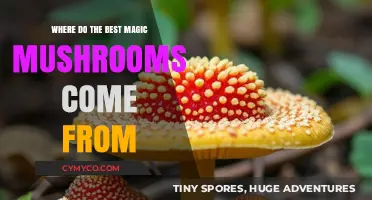 Exploring the Origins of the World's Most Potent Magic Mushrooms